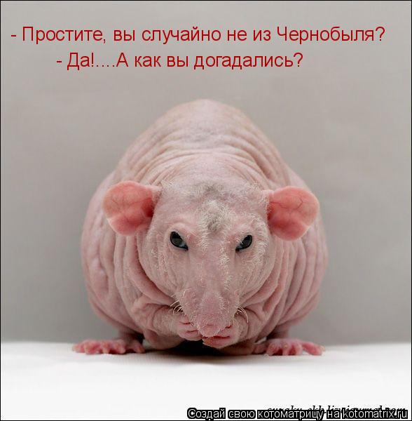 Котоматрица: - Да!....А как вы догадались? - Простите, вы случайно не из Чернобыля?