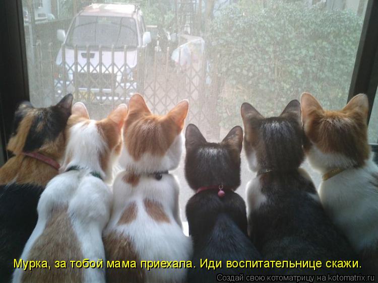 Котоматрица: Мурка, за тобой мама приехала. Иди воспитательнице скажи.
