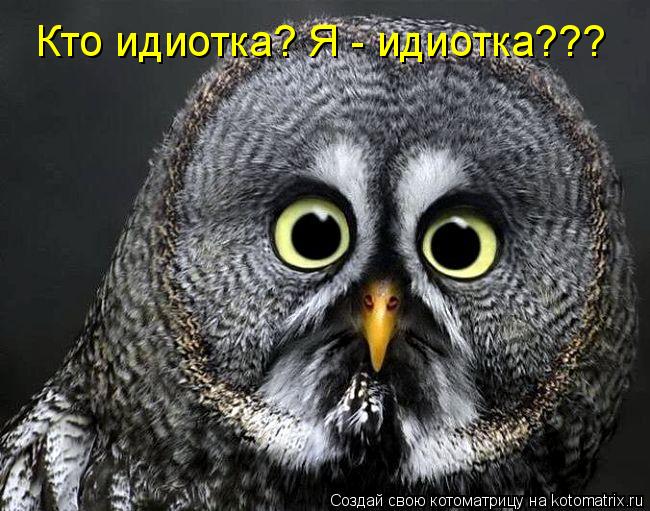 Кто идиотка? Я - идиотка???... Котоматрица: Кто идиотка? Я - идиотка???