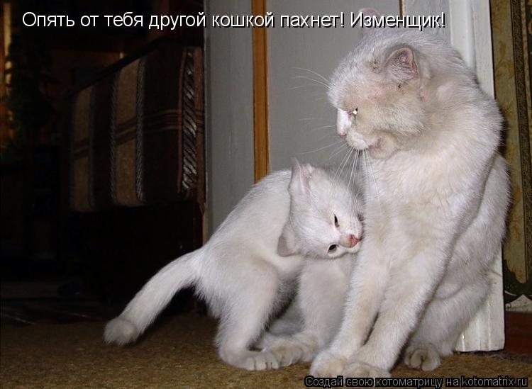 Опять от тебя другой кошкой пахнет! Изменщик!... Котоматрица: Опять от тебя другой кошкой пахнет! Изменщик!