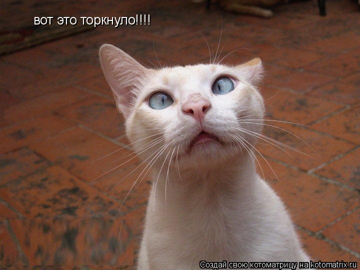 вот это торкнуло!!!!... Котоматрица: вот это торкнуло!!!!