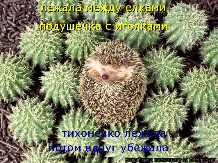 лежала между елками подушечка с иголками тихонечко лежала потом вдруг убежала... Котоматрица: лежала между елками подушечка с иголками тихонечко лежала потом вдруг убежала