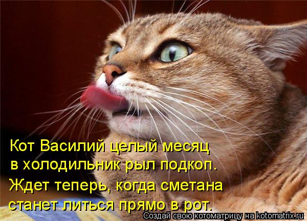 Котоматрица: Кот Василий целый месяц в холодильник рыл подкоп. Ждет теперь, когда сметана станет литься прямо в рот.