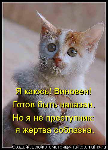 Котоматрица: Я каюсь! Виновен!  Но я не преступник:  я жертва соблазна. Готов быть наказан.