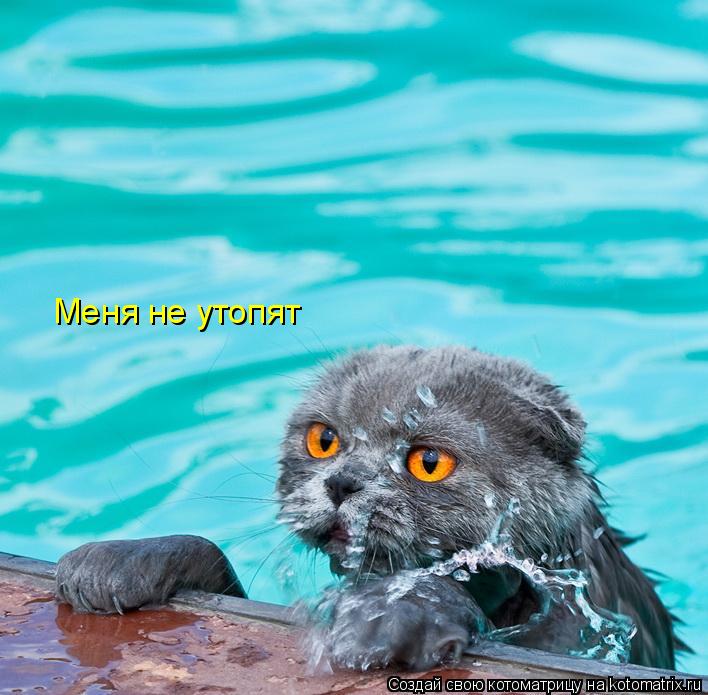 Котоматрица: Меня не утопят