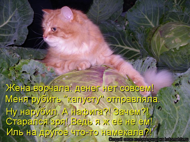 Жена ворчала: денег нет совсем! Меня рубить "капусту" отправляла. Ну нарубил. А нафига?! Зачем?! Ста... Котоматрица: Жена ворчала: денег нет совсем! Меня рубить "капусту" отправляла. Ну нарубил. А нафига?! Зачем?! Старался зря! Ведь я ж её не ем! Иль на другое ч