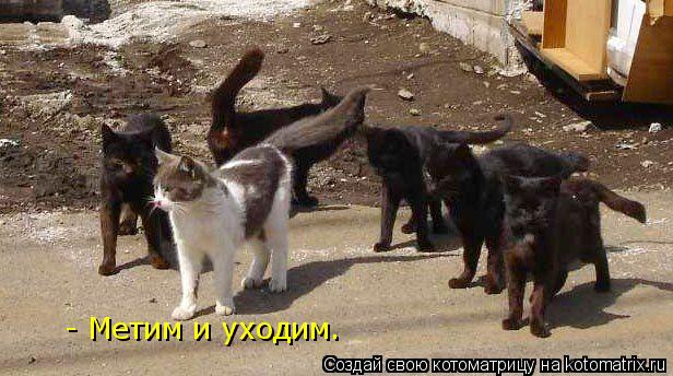 Котоматрица: - Метим и уходим.