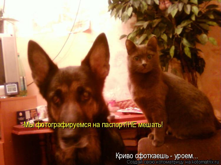 Котоматрица: -Мы фотографируемся на паспорт!НЕ мешать! -Мы фотографируемся на паспорт!НЕ мешать! Криво сфоткаешь - уроем...