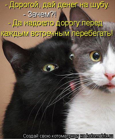 Котоматрица: - Дорогой, дай денег на шубу.  - Зачем?!  - Да надоело дорогу перед каждым встречным перебегать!