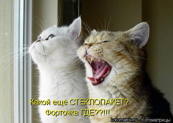 Котоматрица: Какой ещё СТЕКЛОПАКЕТ? Форточка ГДЕ??!!!
