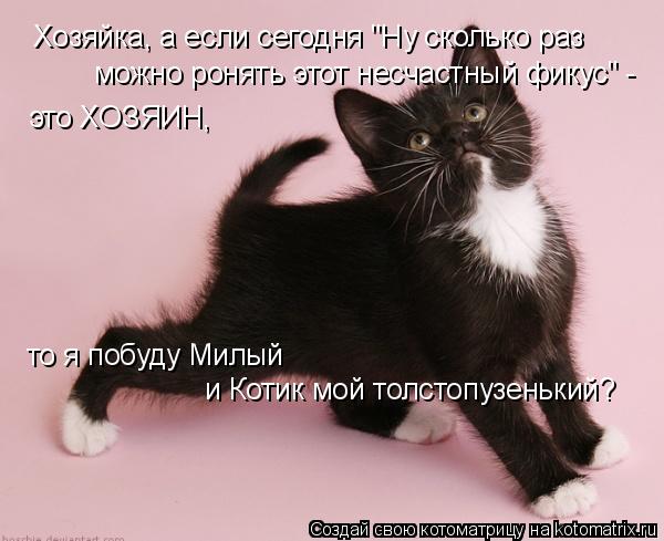 Котоматрица: Хозяйка, а если сегодня "Ну сколько раз можно ронять этот несчастный фикус" -  это ХОЗЯИН, то я побуду Милый  и Котик мой толстопузенький?