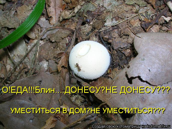 Котоматрица: О!ЕДА!!!Блин....ДОНЕСУ?НЕ ДОНЕСУ??? УМЕСТИТЬСЯ В ДОМ?НЕ УМЕСТИТЬСЯ???