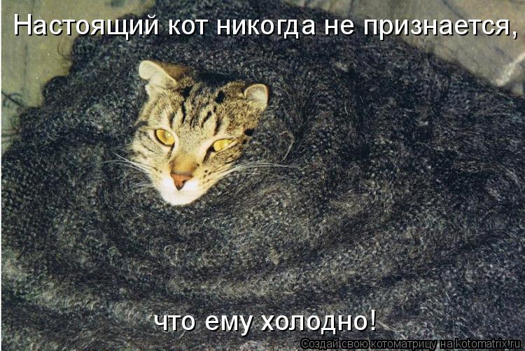 Котику холодно картинки