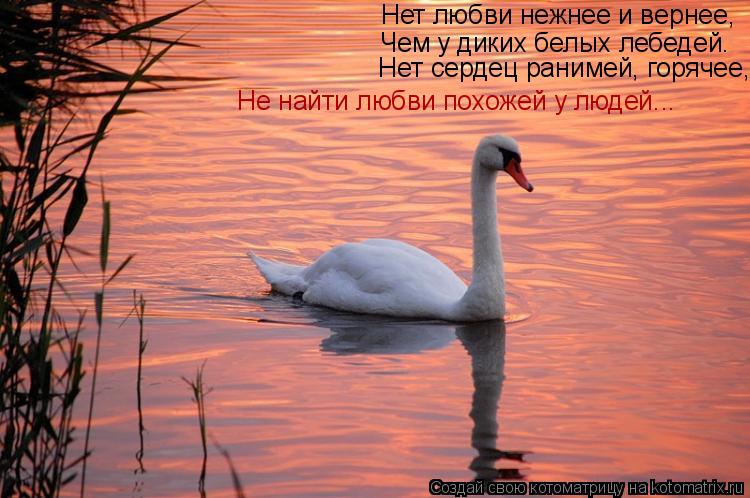 Котоматрица: Нет любви нежнее и вернее, Чем у диких белых лебедей.   Нет сердец ранимей, горячее,   Не найти любви похожей у людей...