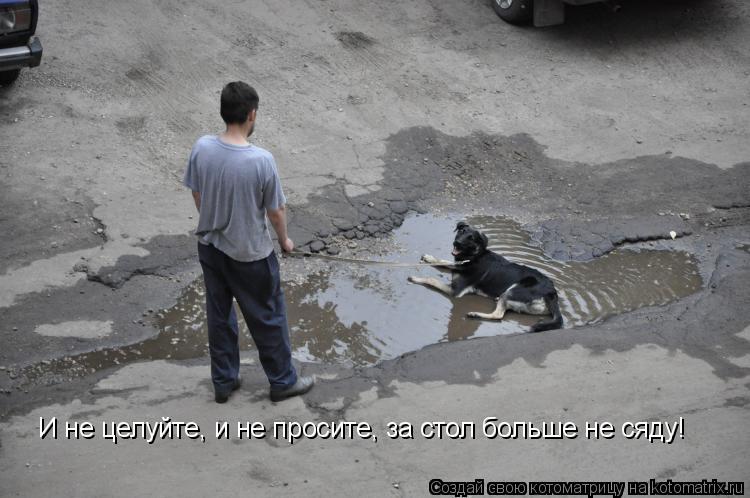 Котоматрица: И не целуйте, и не просите, за стол больше не сяду!