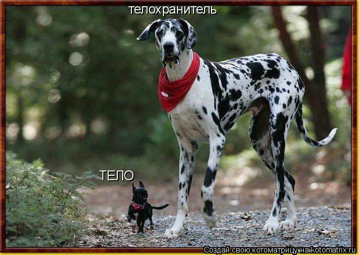 Котоматрица: ТЕЛО телохранитель