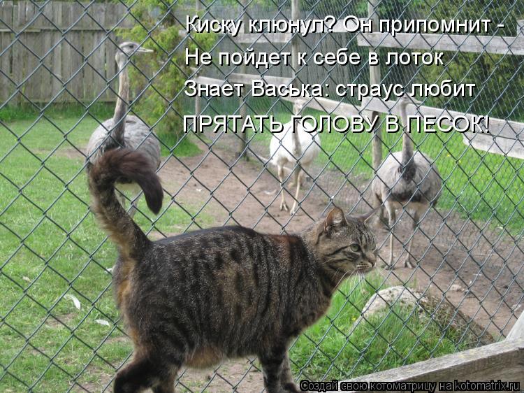 Киску клюнул? Он припомнит - Не пойдет к себе в лоток Знает Васька: страус любит ПРЯТАТЬ ГОЛОВУ В ПЕ... Котоматрица: Киску клюнул? Он припомнит - Не пойдет к себе в лоток Знает Васька: страус любит ПРЯТАТЬ ГОЛОВУ В ПЕСОК!