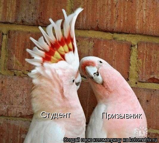 Котоматрица: Студент Призывник