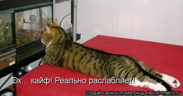 Котоматрица: Ох... кайф! Реально раслабляет!