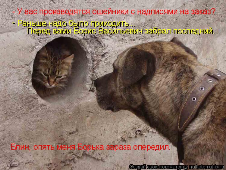 Котоматрица: - У вас производятся ошейники с надписями на заказ? Раньше надо было приходить...  - Блин, опять меня Борька зараза опередил. Перед вами Борис 