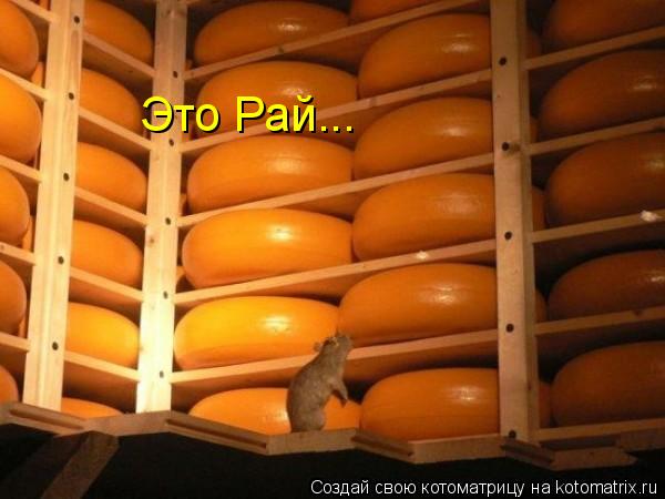 Котоматрица: Это Рай...