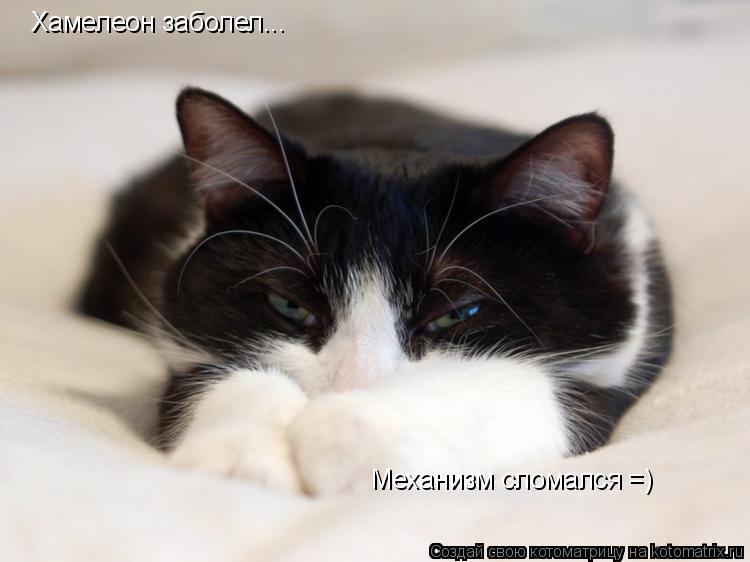 Котоматрица: Хамелеон заболел... Механизм сломался =)