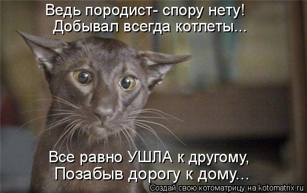 Ведь породист- спору нету! Все равно УШЛА к другому, Позабыв дорогу к дому... Добывал всегда котлеты.... Котоматрица: Ведь породист- спору нету! Все равно УШЛА к другому, Позабыв дорогу к дому... Добывал всегда котлеты...