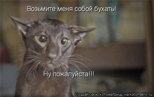 Возьмите меня собой бухать! Ну пожалуйста!!!... Котоматрица: Возьмите меня собой бухать! Ну пожалуйста!!!