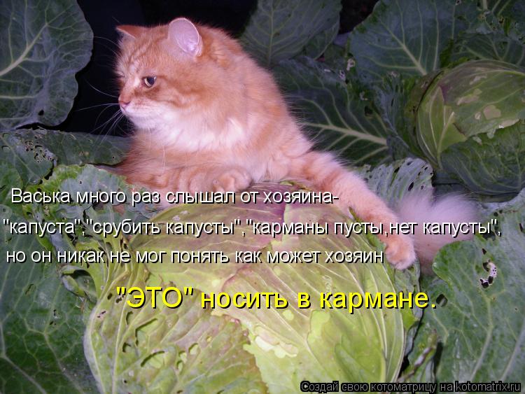 "капуста","срубить капусты","карманы пусты,нет капусты", Васька много раз слышал от хозяина- но он ни... Котоматрица: "капуста","срубить капусты","карманы пусты,нет капусты", Васька много раз слышал от хозяина- но он никак не мог понять как может хозяин "ЭТО" н