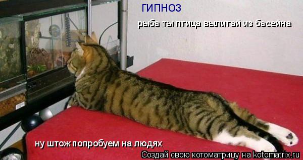 гипноз рыба ты птица вылитай из басейна ну штож попробуем на людях... Котоматрица: гипноз рыба ты птица вылитай из басейна ну штож попробуем на людях