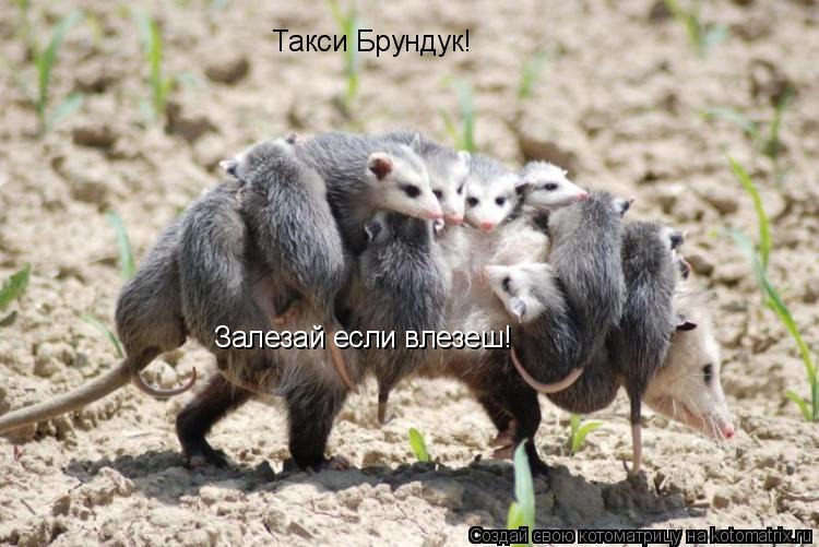 Такси Брундук! Залезай если влезеш!... Котоматрица: Такси Брундук! Залезай если влезеш!