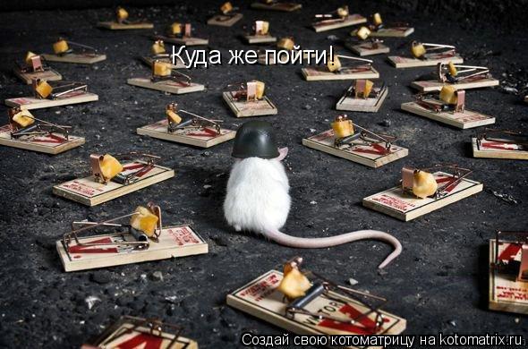Куда же пойти!... Котоматрица: Куда же пойти!