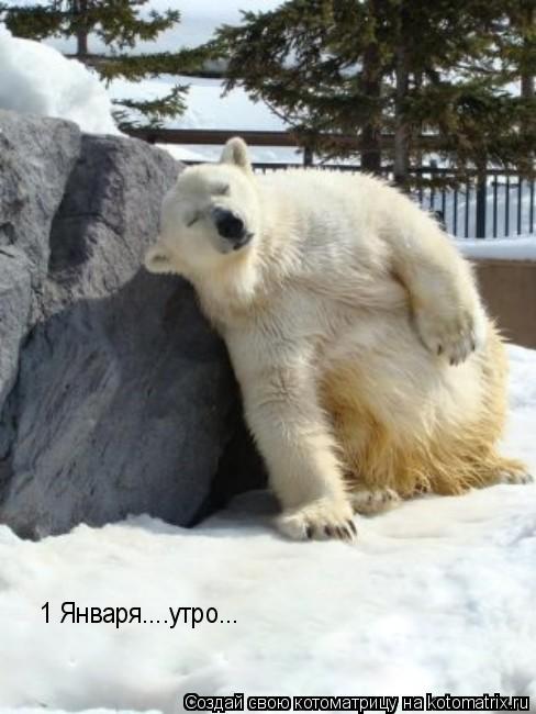 1 Января....утро...... Котоматрица: 1 Января....утро...