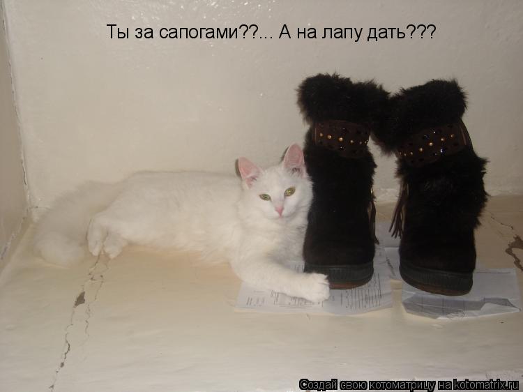 Ты за сапогами??... А на лапу дать???... Котоматрица: Ты за сапогами??... А на лапу дать???