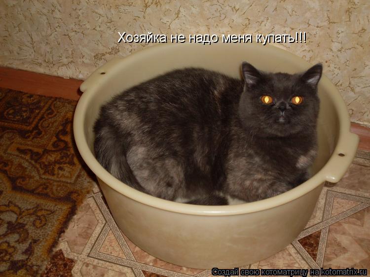 Хозяйка не надо меня купать!!!... Котоматрица: Хозяйка не надо меня купать!!!