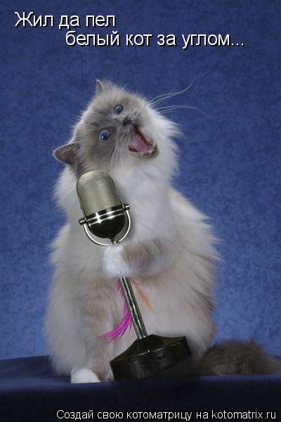 Котоматрица: Жил да пел  белый кот за углом...
