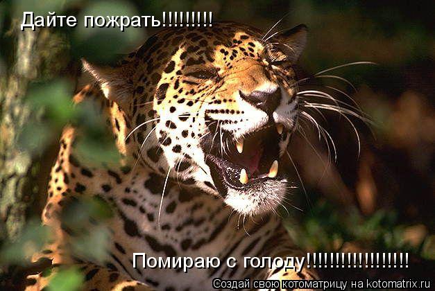 Дайте пожрать!!!!!!!!! Помираю с голоду!!!!!!!!!!!!!!!!!!... Котоматрица: Дайте пожрать!!!!!!!!! Помираю с голоду!!!!!!!!!!!!!!!!!!