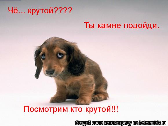 Чё... крутой???? Ты камне подойди. Посмотрим кто крутой!!!... Котоматрица: Чё... крутой???? Ты камне подойди. Посмотрим кто крутой!!!