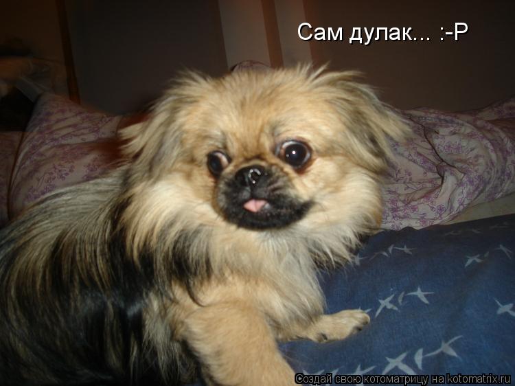Сам дулак... :-Р... Котоматрица: Сам дулак... :-Р