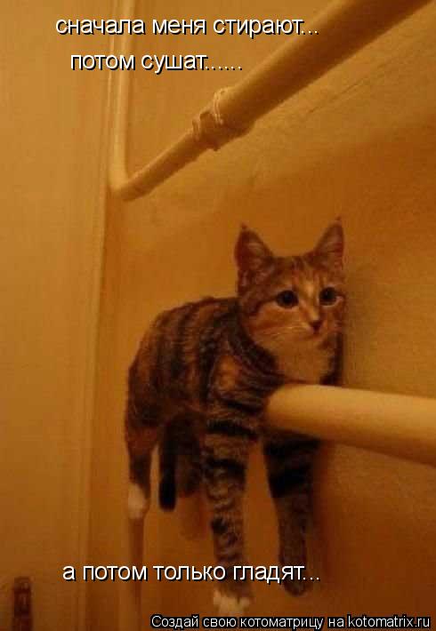 сначала меня стирают... потом сушат...... а потом только гладят...... Котоматрица: сначала меня стирают... потом сушат...... а потом только гладят...