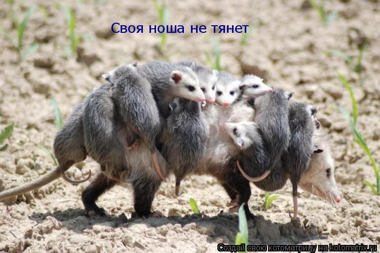 Своя ноша не тянет... Котоматрица: Своя ноша не тянет
