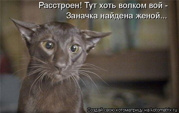 Расстроен! Тут хоть волком вой - Заначка найдена женой...... Котоматрица: Расстроен! Тут хоть волком вой - Заначка найдена женой...