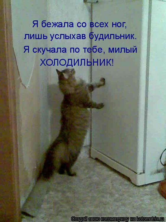 Я скучала по тебе, милый ХОЛОДИЛЬНИК! лишь услыхав будильник. Я бежала со всех ног,... Котоматрица: Я скучала по тебе, милый ХОЛОДИЛЬНИК! лишь услыхав будильник. Я бежала со всех ног,