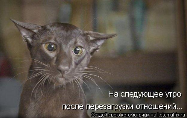 На следующее утро после перезагрузки отношений...... Котоматрица: На следующее утро после перезагрузки отношений...