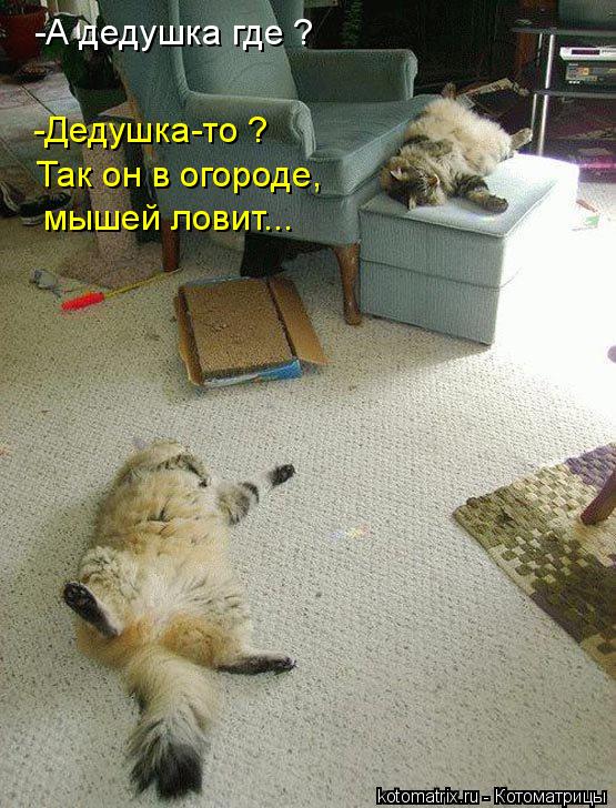 Котоматрица: -А дедушка где ? -Дедушка-то ? Так он в огороде,  мышей ловит...