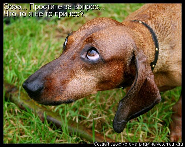 Ээээ... Простите за вопрос... Что-то я не то принес?..... Котоматрица: Ээээ... Простите за вопрос... Что-то я не то принес?..
