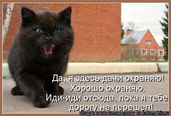 Да, я здесь дачи охраняю! дорогу не перешел! Хорошо охраняю. Иди-иди отсюда, пока я тебе... Котоматрица: Да, я здесь дачи охраняю! дорогу не перешел! Хорошо охраняю. Иди-иди отсюда, пока я тебе