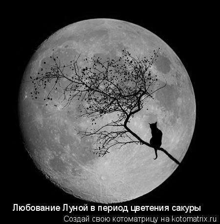 Любование Луной в период цветения сакуры... Котоматрица: Любование Луной в период цветения сакуры