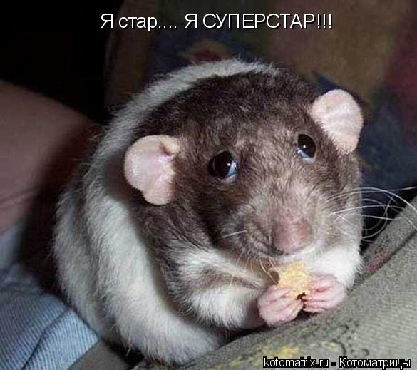 Я стар.... Я СУПЕРСТАР!!!... Котоматрица: Я стар.... Я СУПЕРСТАР!!!