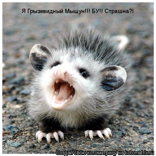 Я Грызевидный Мышун!!! БУ!! Страшна?!... Котоматрица: Я Грызевидный Мышун!!! БУ!! Страшна?!